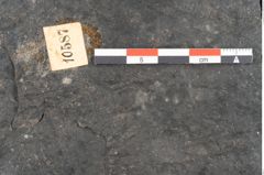Foto (Detailansicht) von Ginkgo sp.  (NHMW-GEO-2024-0188-10587)